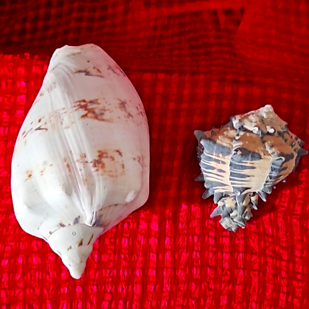 2pc vintage shell 🐚 ,